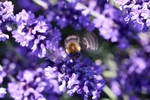 This is a close-up nature photograph taken in the morning during the summer season, showing a bumble bee in flight above vibrant lavender plants. The main subject is the interaction between the bumble bee and the purple lavender flowers, with the bee’s wings visibly blurred from rapid movement as it hovers over the plants. The photograph emphasizes the detailed textures and colors of the lavender blossoms, highlighting their role as important summer flowers for pollinators. The scene is rich in floral detail, demonstrating the relationship between insects and flowering plants in a natural garden setting.